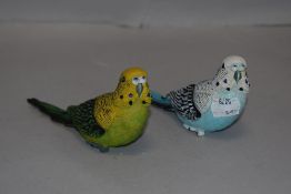 Two realistic Budgerigar studies.