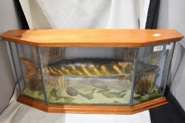 A cased Taxidermy study of a pike
