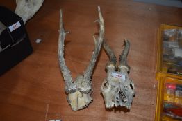 Two sets of roe deer antlers