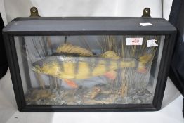 A cased Taxidermy study of a Perch