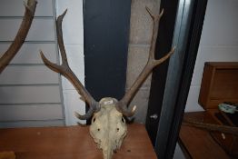 A set of deer antlers still attached to the skull