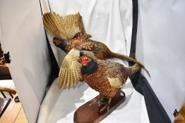 Two taxidermy studies of mounted pheasants one to be wall mounted
