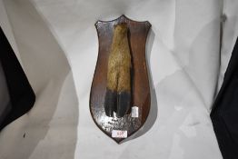 A taxidermy study mounted deer hoof