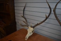 A set of deer antlers still attached to the skull