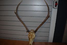 A set of deer antlers still attached to skull
