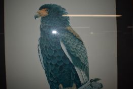 Bob Finch, (20th century), after, a print, hawk, signed, 52 x 37cm, framed and glazed, 71 x 56cm