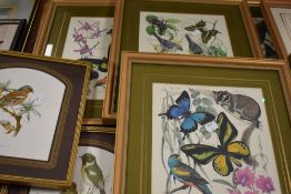 Marjorie Blamey, (20th century), a selection of prints, naturalistic inc butterfly, 29 x 23cm,