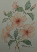 Didi Ritherford, (20th century), a watercolour, Hibiscus Belvidere, signed and dated 1991, 30 x