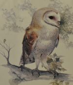 A group of four ornithological prints, comprising three owl studies and a falcon aquatint, each