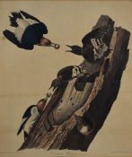 After John James Audubon (American 1785-1851) a coloured engraving entitled 'Red Headed