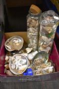 A good quantity of mixed sea shells, including paua and cowl shells.