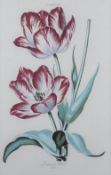 After Johann Michael Seligmann (1720-1762) a 20th century botanical print 'Tulipa XVIII Fridericus