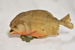 A 20th century taxidermy study of a Piranha Serrasalmidae.