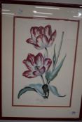 After Johann Michael Seligmann (1720-1762) a 20th century botanical print 'Tulipa XVIII Fridericus