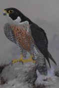F.S Begg (20th century) a watercolour ornithological study of a Peregrine Falcon, signed lower