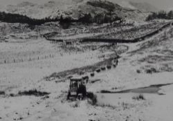 Local interest: An interesting winter agricultural scene photograph, showing a farmer leading his