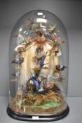 A large Victorian domed taxidermy diorama study of exotic tropical birds. Ornithology and natural