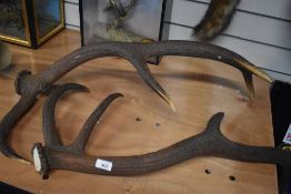 A pair of Large Antlers