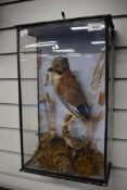 A victorian cased Taxidermy study of a Jay perched on a branch above a pair of waxbills