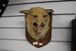 A mounted taxidermy fox mask by E Allen & Co of York