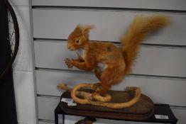 A taxidermy study of a red squirrel eating the seeds from a pine cone