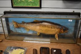 A very Large vintage taxidermy study of a Trout in a case measuring 3ft x 1ft