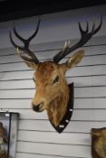 A taxidermy study of A Red deer stag 10 pointer head mounted on an oak shield