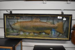 A cased model of A brown trout from a local angling shop