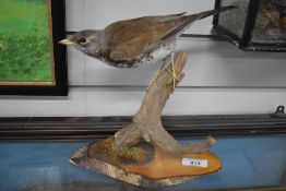 A taxidermy study of a fieldfare mounted on a wooden plinth and branch
