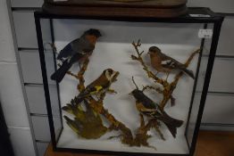 A Victorian cased Taxidermy study of Finches