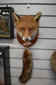 A taxidermy fox mask and brush mounted on a shield