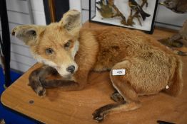 A taxidermy study of a Fox cub laid down and alert