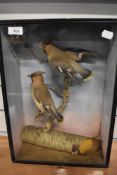 An accomplished cased taxidermy study of two waxwings mounted on a silver birch log