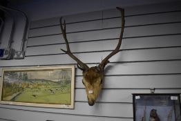 A taxidermy study of a Fallow deer stags Head