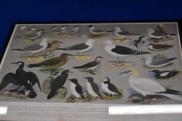 A set of 6 framed ornithology prints 5 of which are attributed to H J Slyper