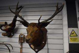 A Taxidermy Large Stags head with 12 point Antlers