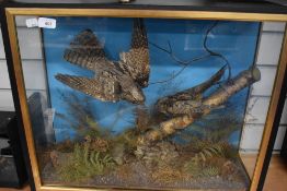 A Victorian Diorama of two adult nightjars with young. Recased approximately 30 years ago, the