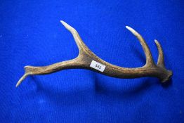 A single deer Antler