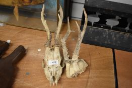 Two sets of roe deer antlers
