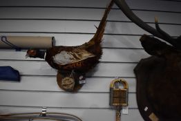 A taxidermy study of a cock pheasant perched on a branch
