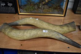 Two Large horns Probably from a Highland cow