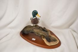 A Border Fine Art Mallard Duck A0477 titled Water Fowl Of The World.