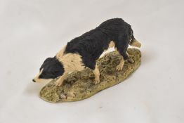 A Border Fine Arts animal study of a Collie dog.