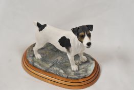 A Border Fine Arts animal study of a Jack Russell Terrior A3786