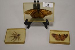 An arachnid specimen preserved within resin and sold along with two other insect specimens.