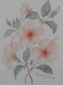 Didi Ritherford (20th century) watercolour botanical study'Hibiscus Belvidere', signed and dated