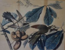 After John James Audubon M.W.S (French-American, 1785-1851), colour print, Yellow Billed Cuckoo,