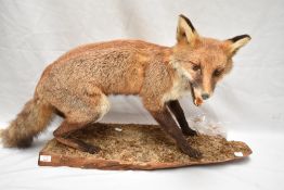 A taxidermy study of a fox mounted on a plinth bearing its teeth