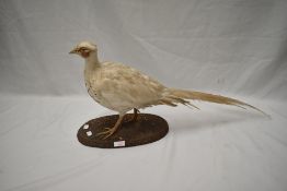 A Taxidermy study of a white Pheasant