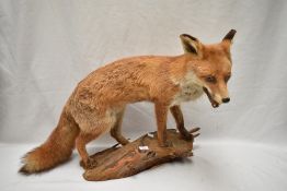 A taxidermy study of a fox stood on a log
